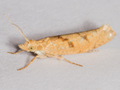 Ypsolopha sylvella